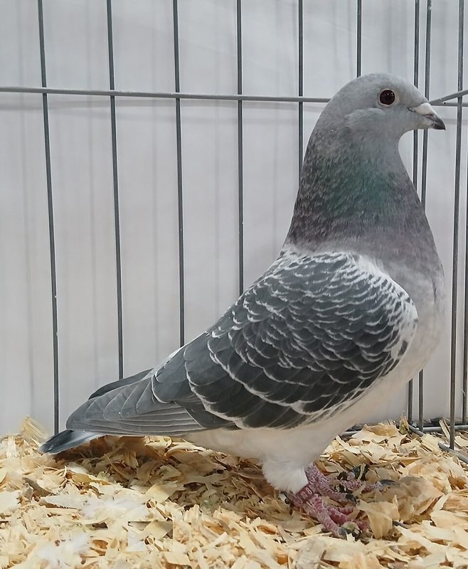 Show Homer pigeon in blue check plumage