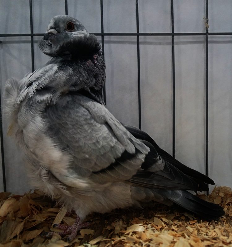 Chinese Owl pigeon in blue grizzle plumage