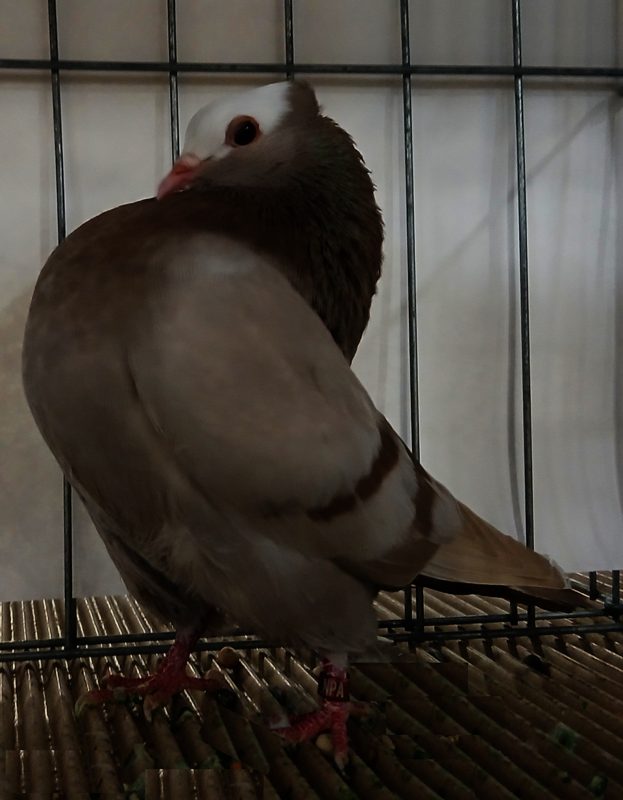 Mookee pigeon in brown bar plumage