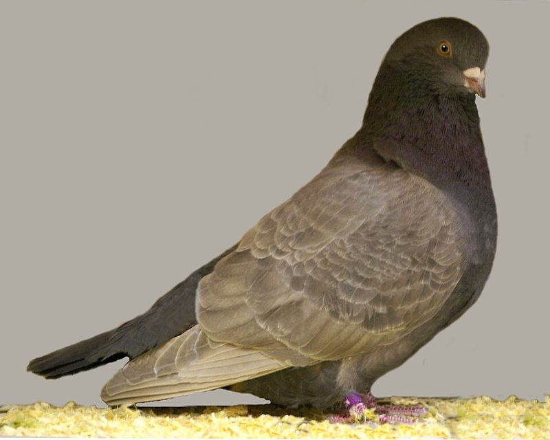 Tippler pigeon in dun self plumage