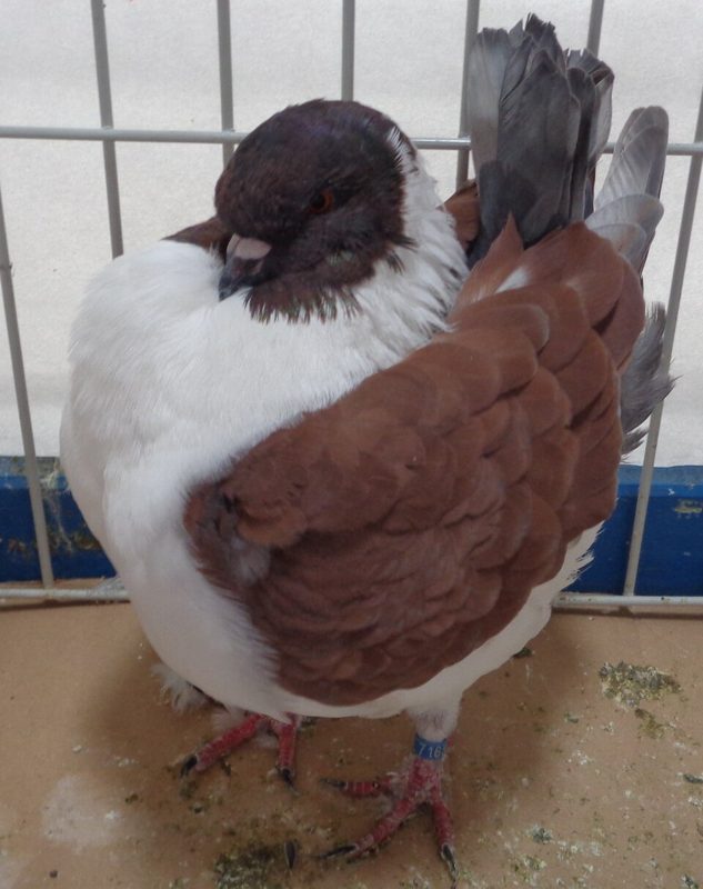Gazzi pigeon in indigo checker plumage