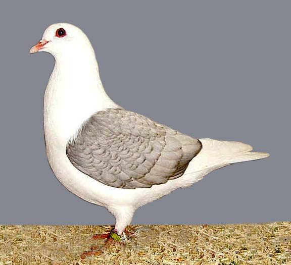 Thuringian Shield pigeon in opal plumage
