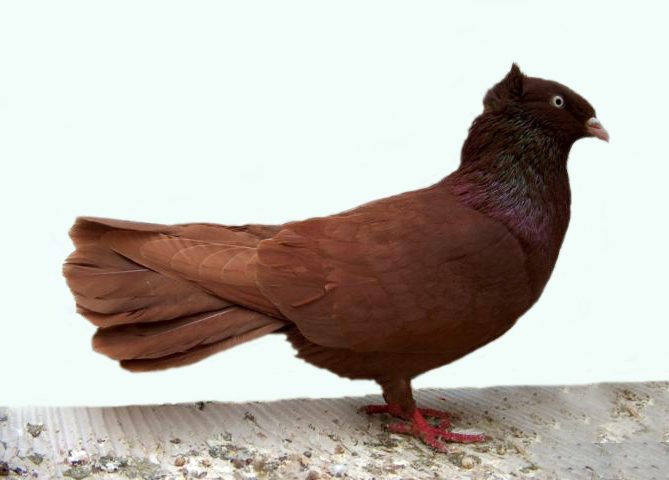 Danzig Highflier pigeon in self red plumage