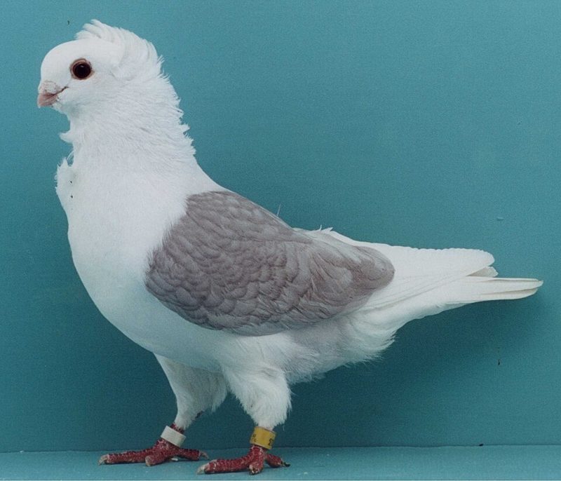 Old German Owl pigeon in silver plumage