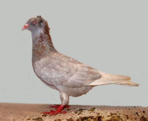 Pomeranian Show Crest pigeon in spread ash plumage