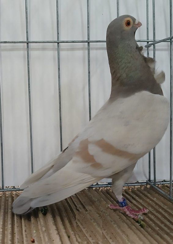 Figurita pigeon in light yellow bar plumage