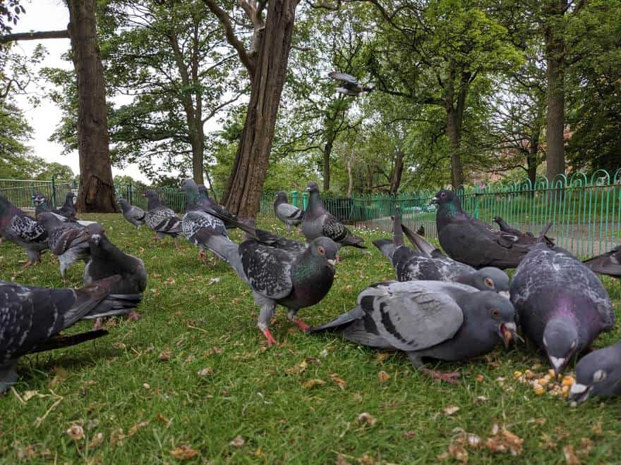 Palomas asilvestradas comiendo grano en la hierba; el brillo verde y morado se ve en sus cuellos