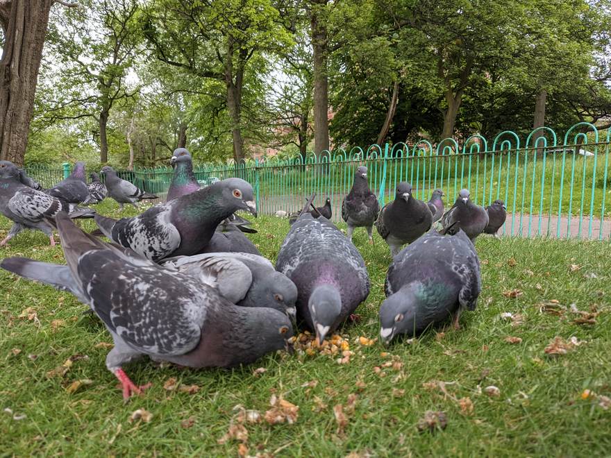 Feral pigeons feeding on grass, photographed at ground level