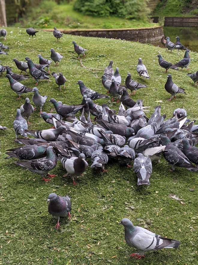 A tightly packed flock of feral pigeons feeding on a lawn