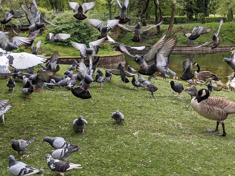 Pigeons in a feeding flock on grass, several with wings raised