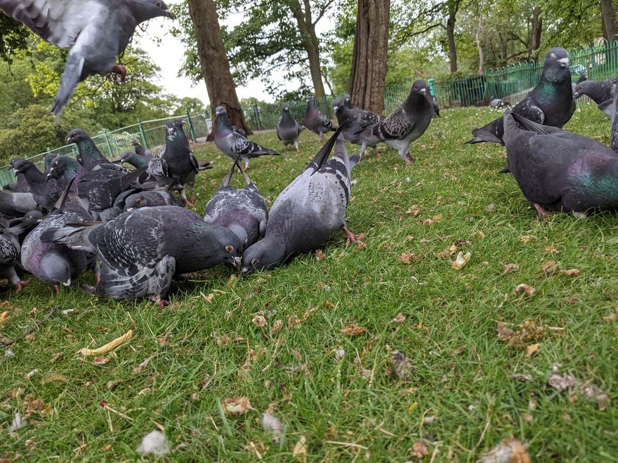 A flock of feral pigeons eating seed scattered on a park lawn
