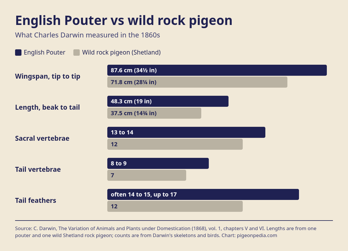 Chart comparing English Pouter and wild rock pigeon measurements from Darwin