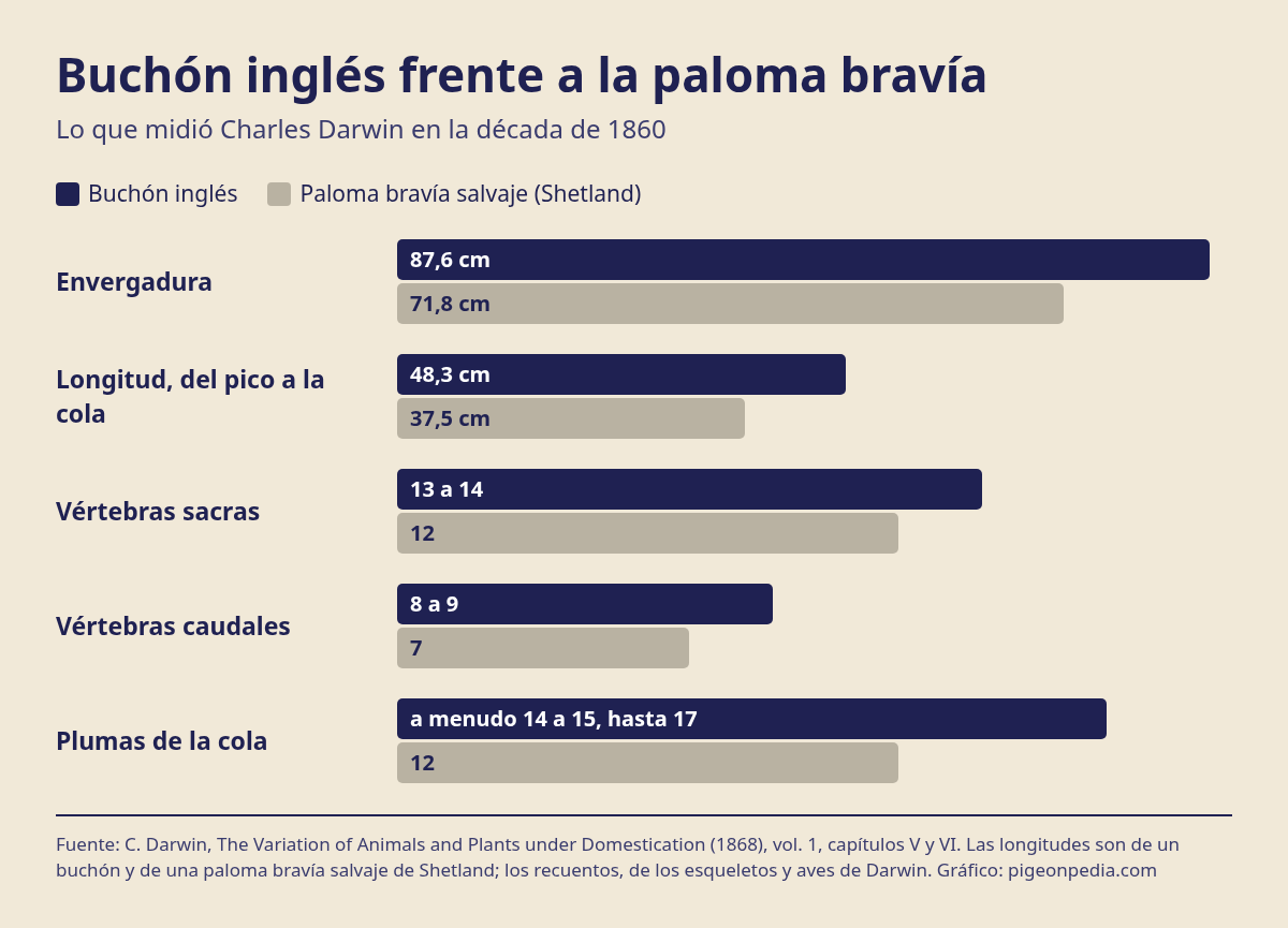 Gráfico que compara medidas del buchón inglés y de la paloma bravía salvaje según Darwin
