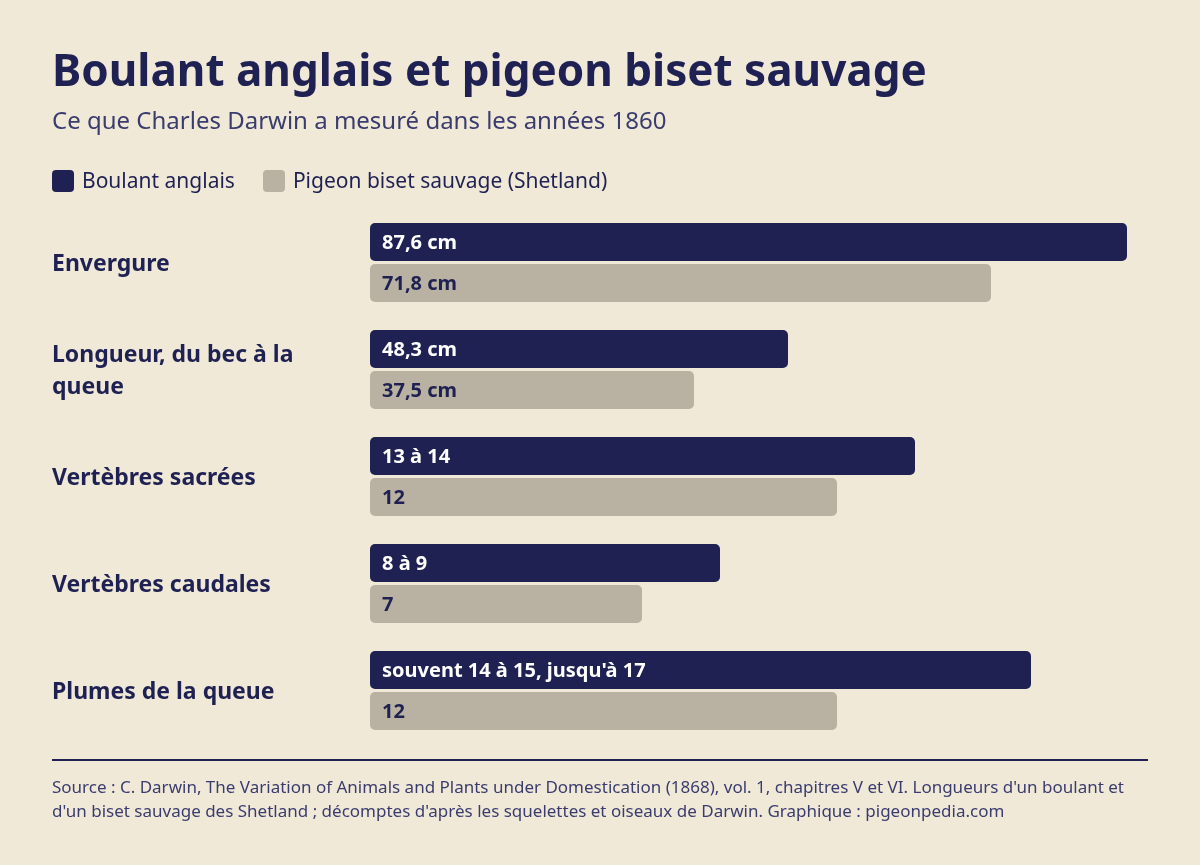 Graphique comparant les mesures du boulant anglais et du biset sauvage d'après Darwin