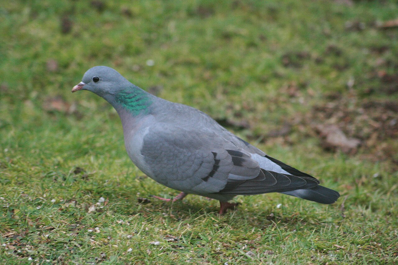 Stock dove walking on grass, with a glossy green neck patch, dark eye and short black wing bars