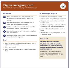 Keep a pigeon emergency card on your fridge