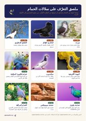 هل تميّز التيربت من السكندرون؟