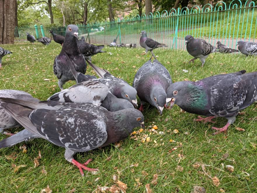 Feral pigeons pecking at seed on grass, seen from ground level