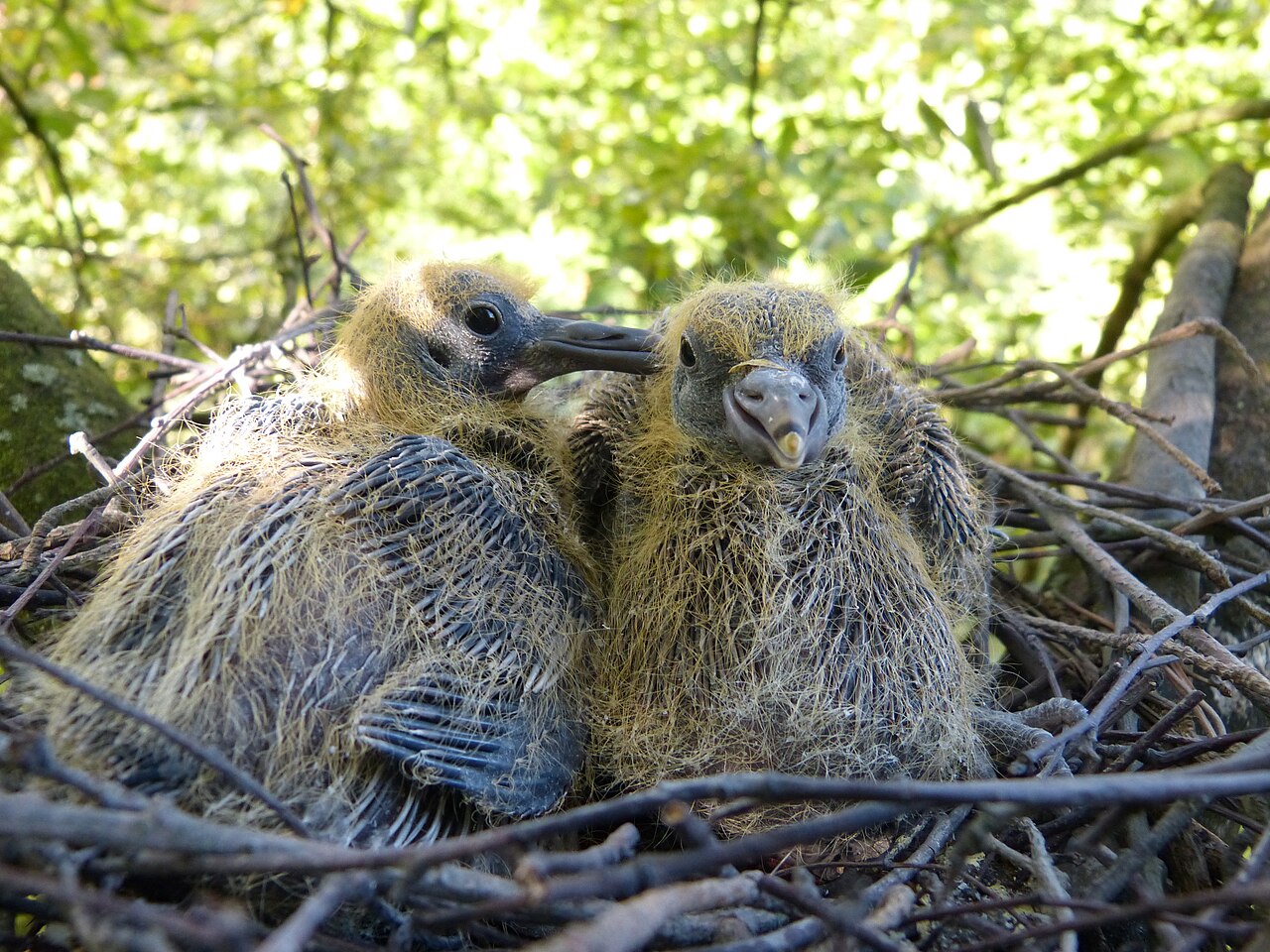 Two baby wood pigeons (squabs) sitting in a twig nest, covered in yellow down with growing grey feathers