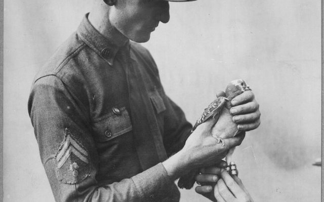 A US Army Signal Corps soldier attaching a message to a carrier pigeon, about 1917 to 1918
